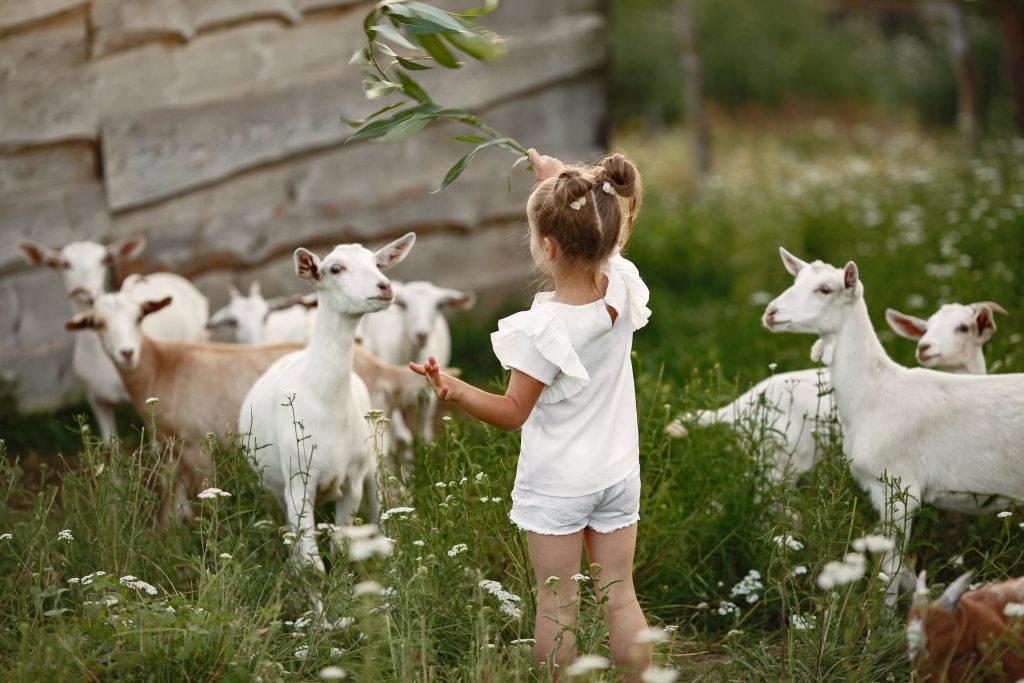 Kinderboerderij in kerkrade